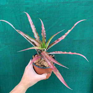 Cryptanthus - Ruby Ryde