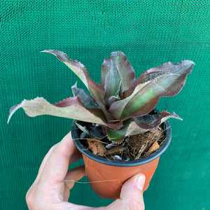 Cryptanthus - Kakadu