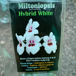 Orchid - Miltoniopsis Hybrid White