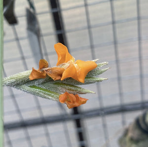 Tillandsia - Mock Orange (Fragrant)