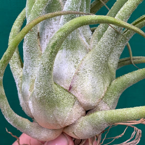 Tillandsia - seleriana ex. OM