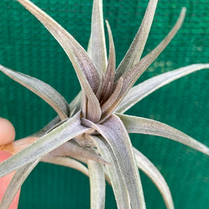 Tillandsia - Purple Gem