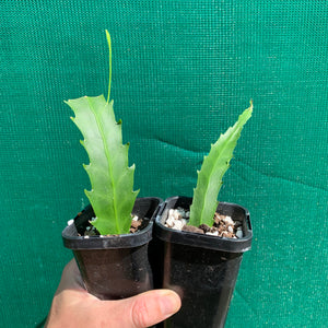 Lepismium houlletiana f. houlletiana (Yellow) - R42