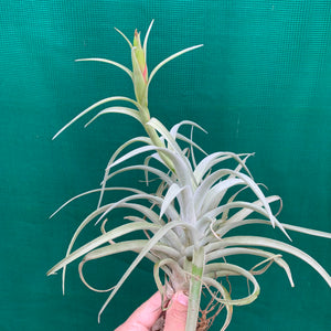 Tillandsia - harrisii