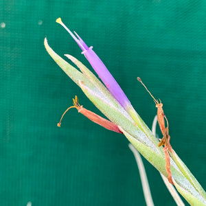 Tillandsia - Fantasy