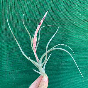 Tillandsia - Arhiza-Juliae X Pruinosa ex. BG