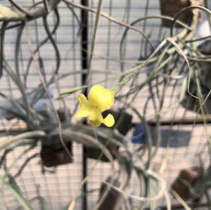 Tillandsia - crocata x mallemontii (Fragrant)
