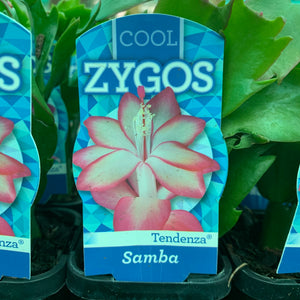Zygocactus Samba