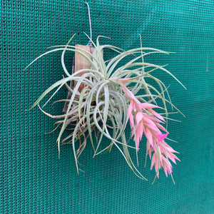 Tillandsia - Pink Sugar ex. DD