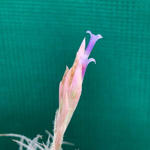 Tillandsia - Tectorum ‘Enano’