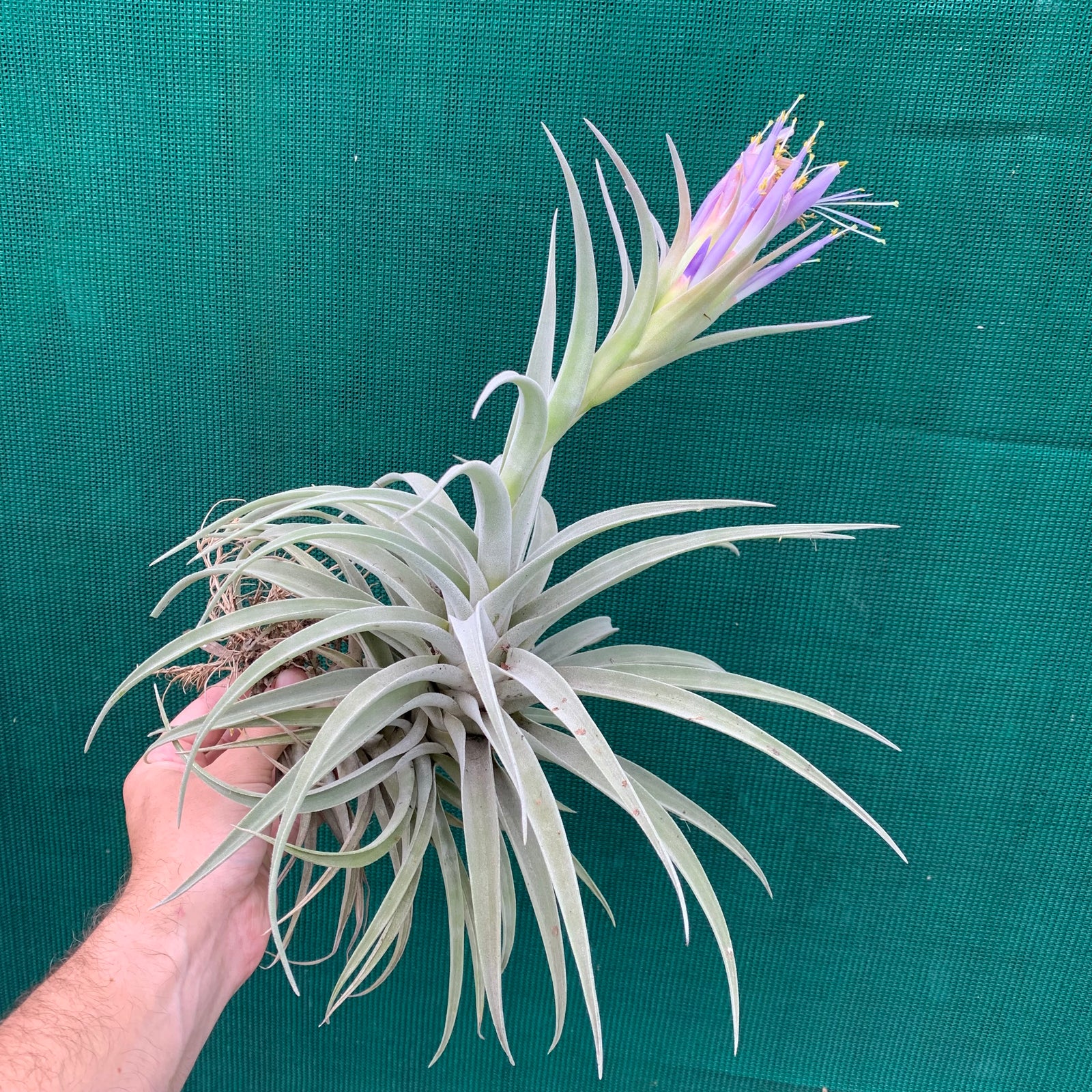 Tillandsia - hondurensis ex. OM