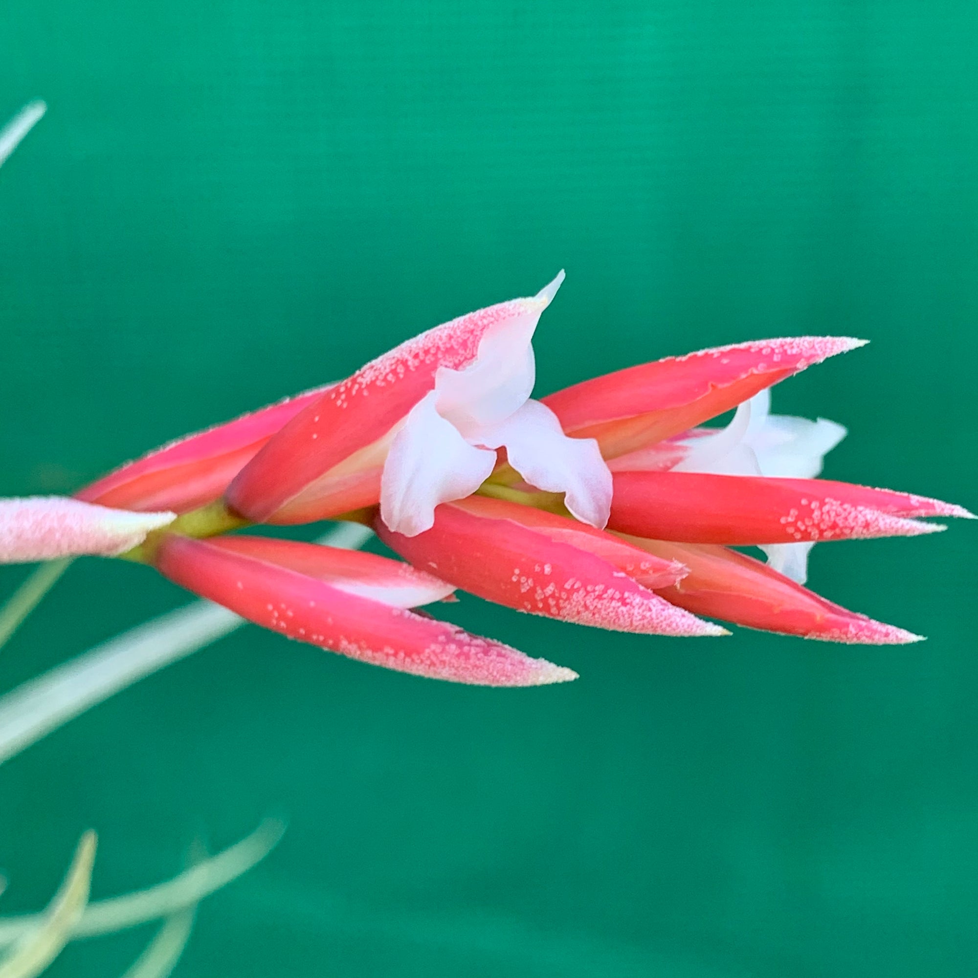 Tillandsia - toropiensis ‘Vila Velha’