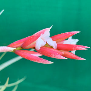 Tillandsia - toropiensis ‘Vila Velma’