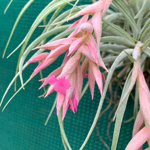 Tillandsia - Pink Sugar ex. DD