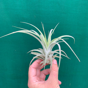 Tillandsia - Silver Trinket