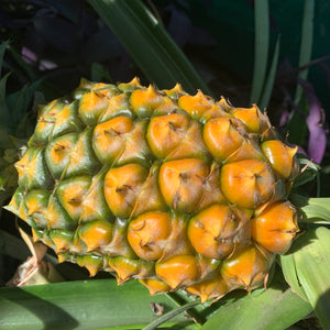 Pineapple ‘Pure Gold’ 73-50