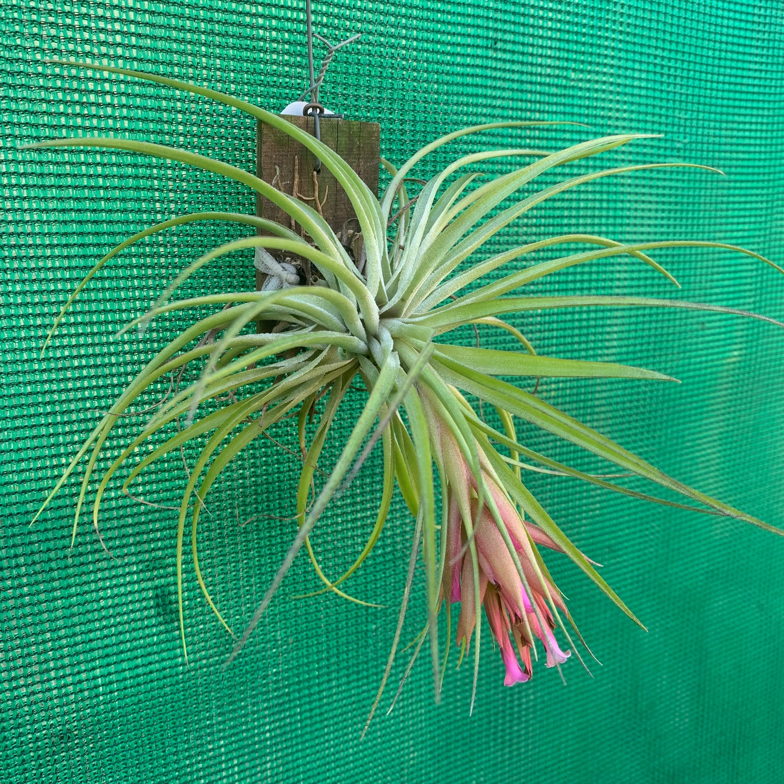 Tillandsia - geminiflora x globosa ex. PT