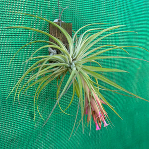 Tillandsia - geminiflora x globosa ex PT