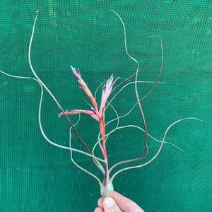 Tillandsia - butzii x bulbosa