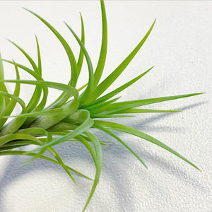 Tillandsia - Araujei (Wholesale)