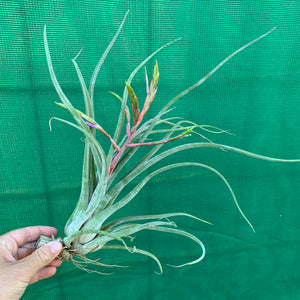 Tillandsia - Jerrang ex. PB