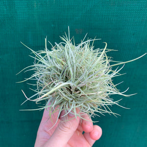 Tillandsia - Pringlei (Wholesale)
