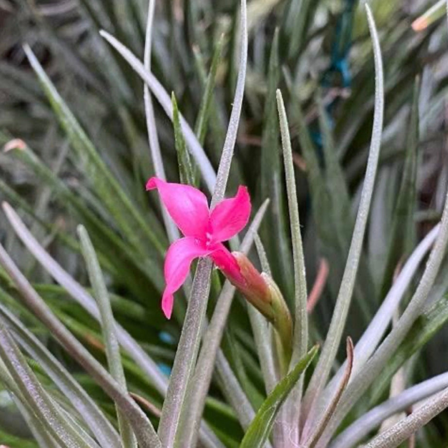Tillandsia - Doritheae ex. IH