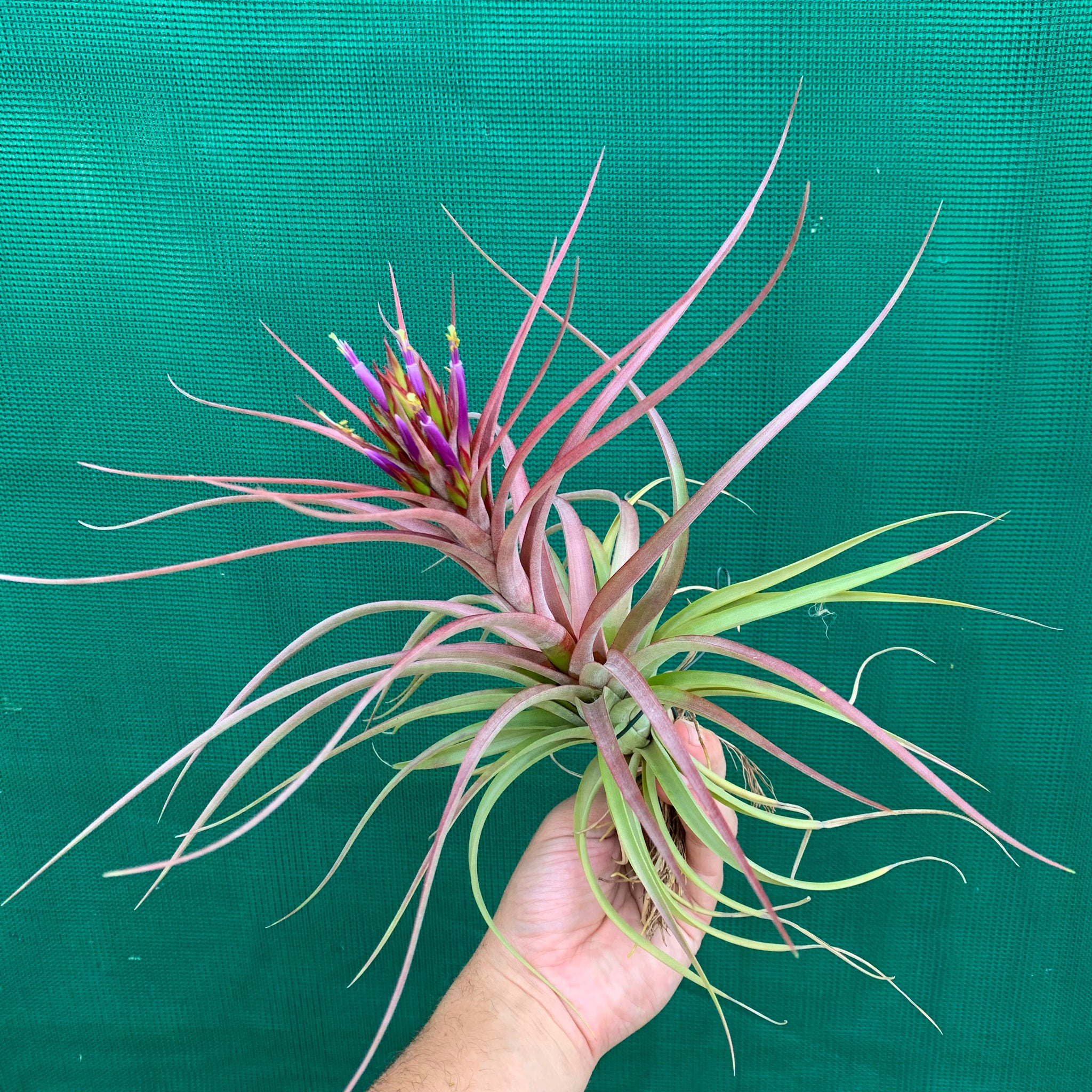 sparkler air plant Tillandsia - Sparkler ex. NR