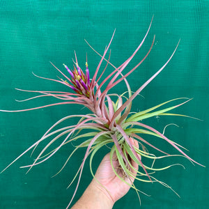 Tillandsia - Sparkler ex. NR