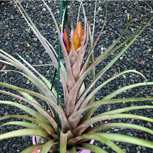 Tillandsia - Nellie Rose