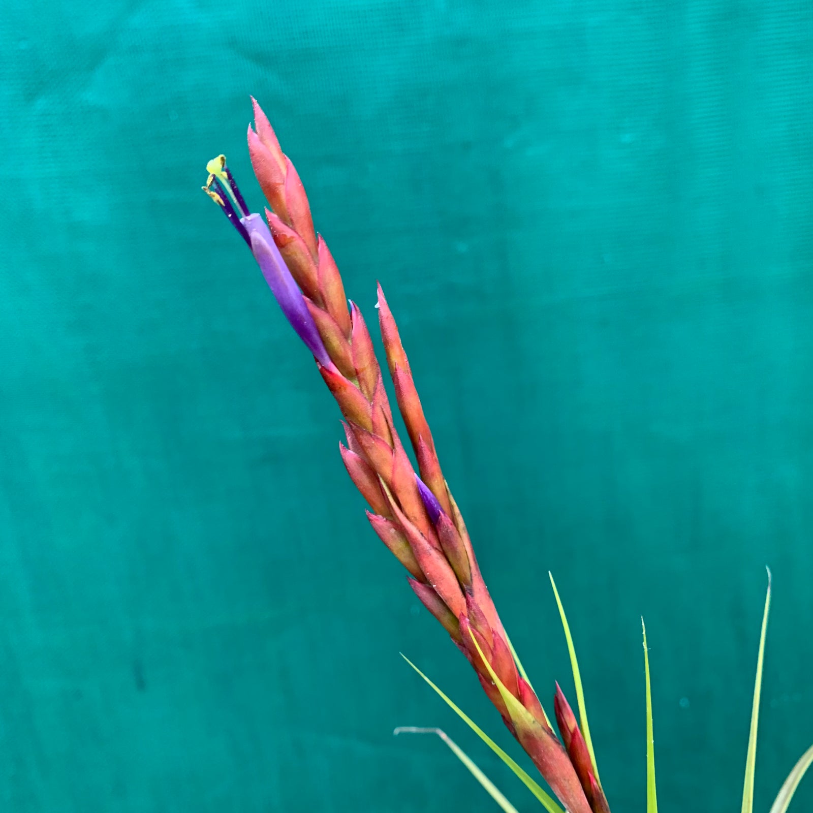 Tillandsia - variabilis