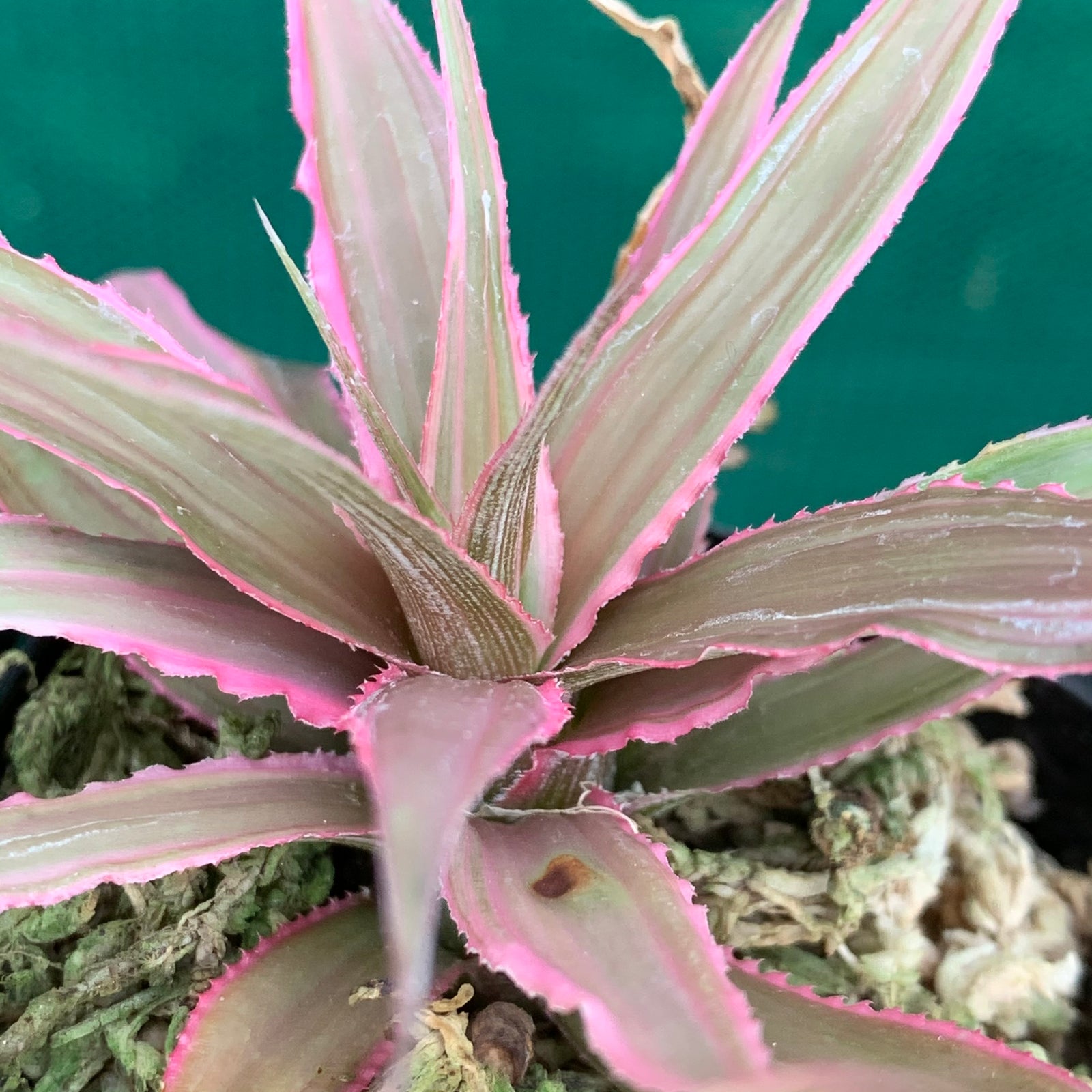 Cryptanthus - Marian Oppenheimer