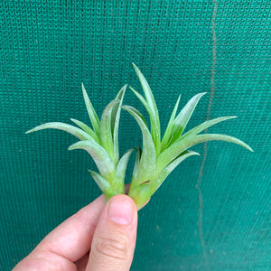 Tillandsia - Leopard