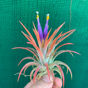 Tillandsia - ionantha ‘Orange’ ex. BH