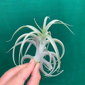 Tillandsia - caticola ‘Splendide’