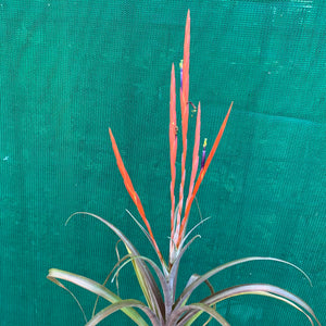 Tillandsia - Flabellata ‘Rubra’ ex. OM