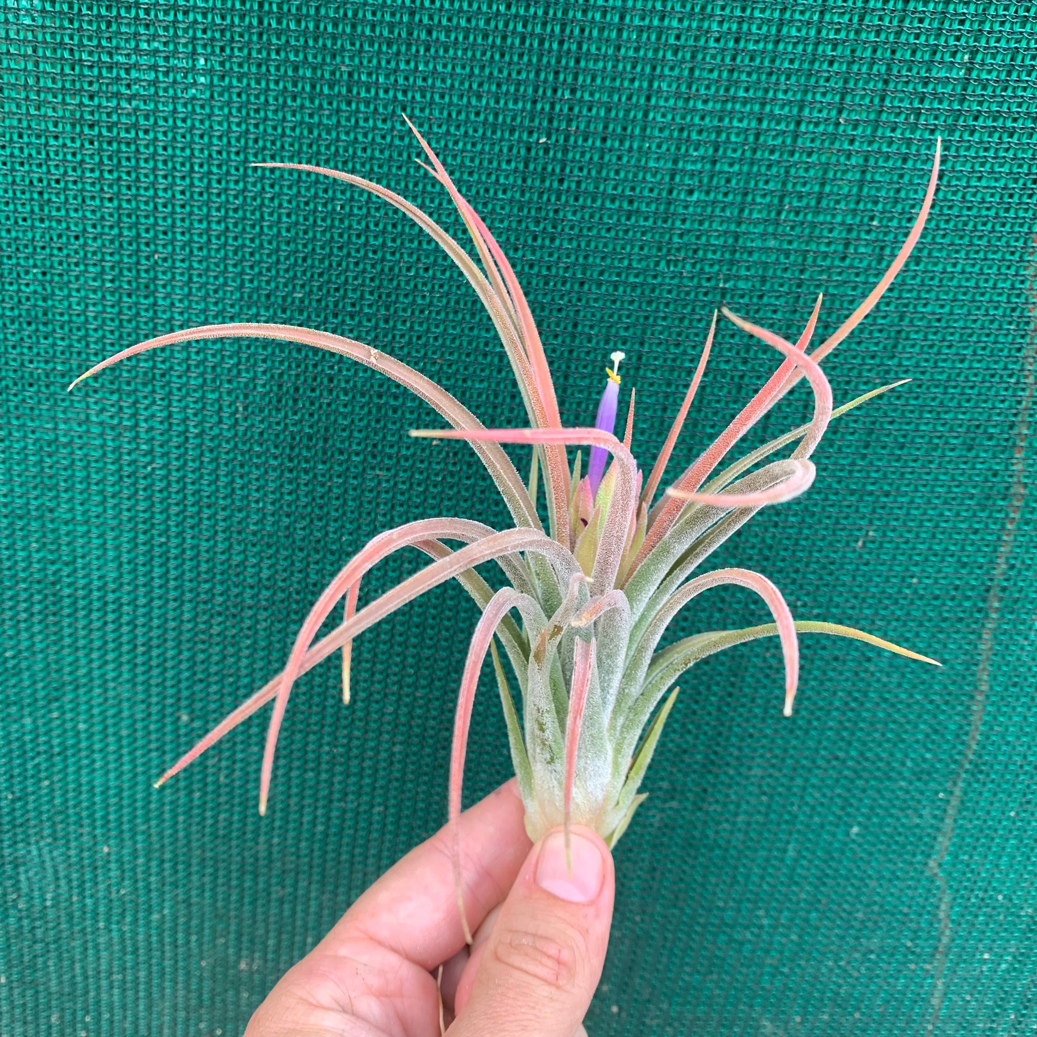 pruinosa air plant Tillandsia - pruinosa x ionantha ex. PB