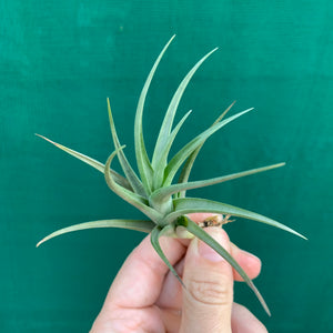 Tillandsia - Polzii ex. PT