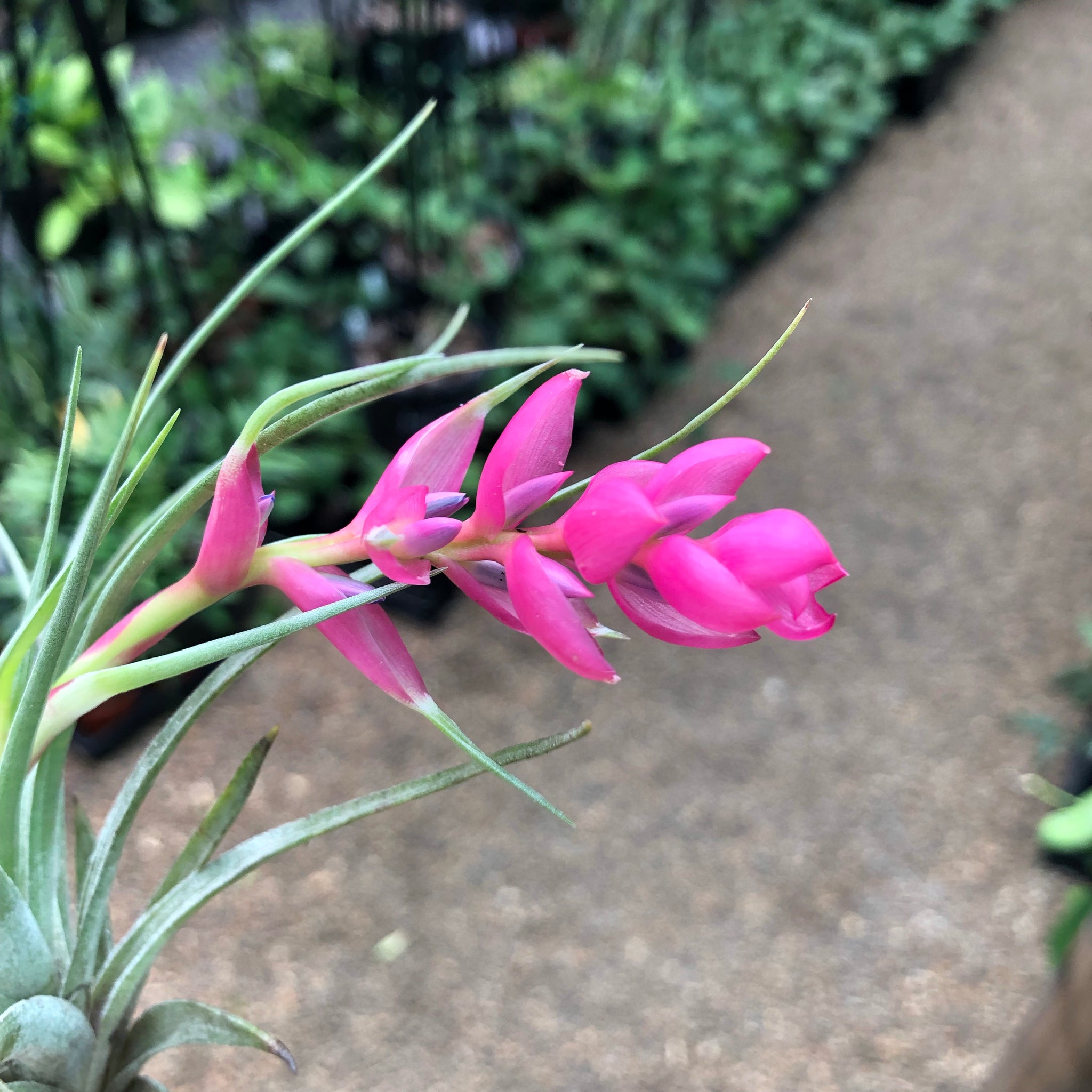stricta hard leaf air plant Tillandsia - stricta 'Bak' ex. CC