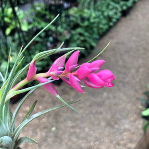 Tillandsia - stricta 'Bak' ex. CC