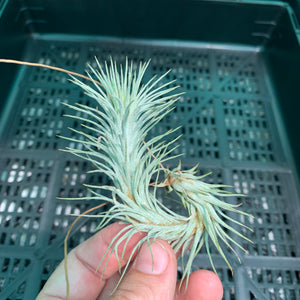 Tillandsia - funckiana ‘APD012’ ex CC