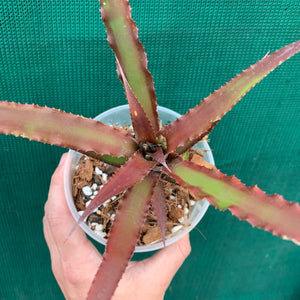 Cryptanthus - Ruby Ryde