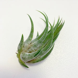 Tillandsia - Tina Parr ex. CC