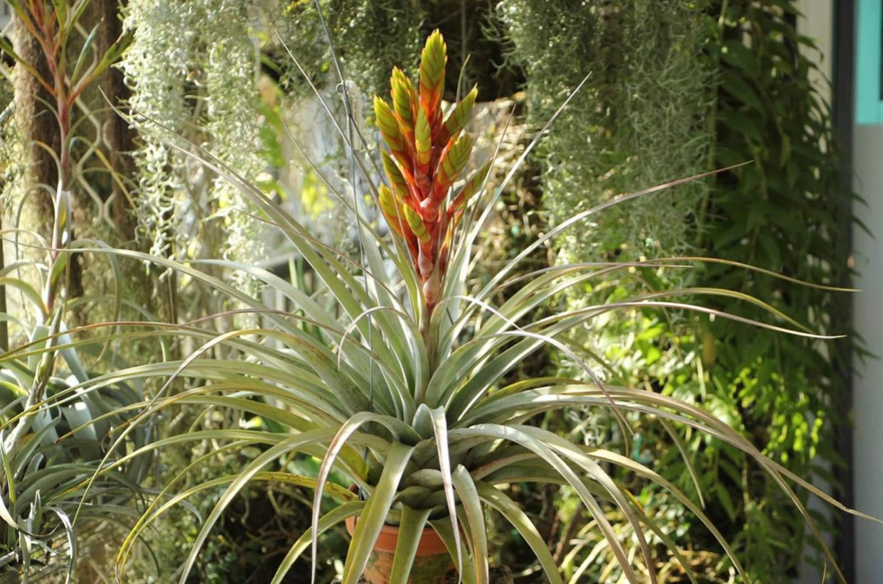 Tillandsia - Silver Queen ex. OM
