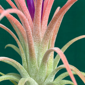 Tillandsia - ionantha ‘Rubra’ ex. CV