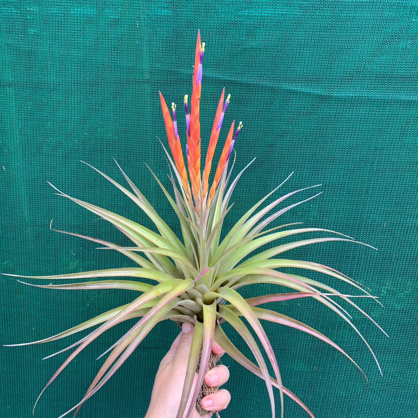 Tillandsia - Roma