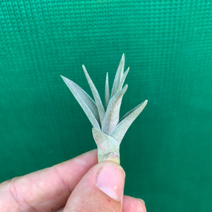 Tillandsia - subsecundifolia x aeranthos Purple ex. PT