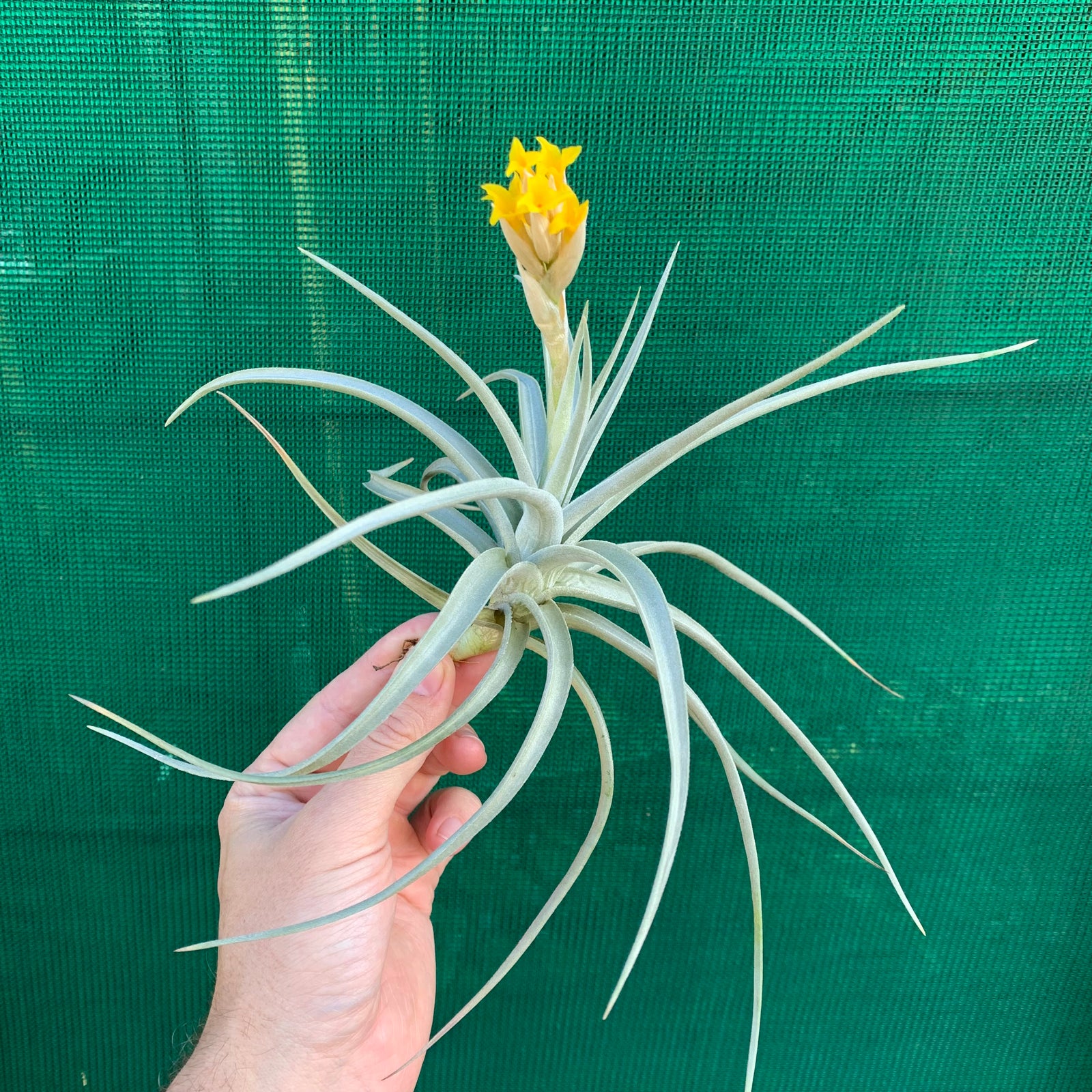 Tillandsia - ixioides