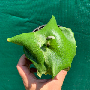 Platycerium - Ellisii