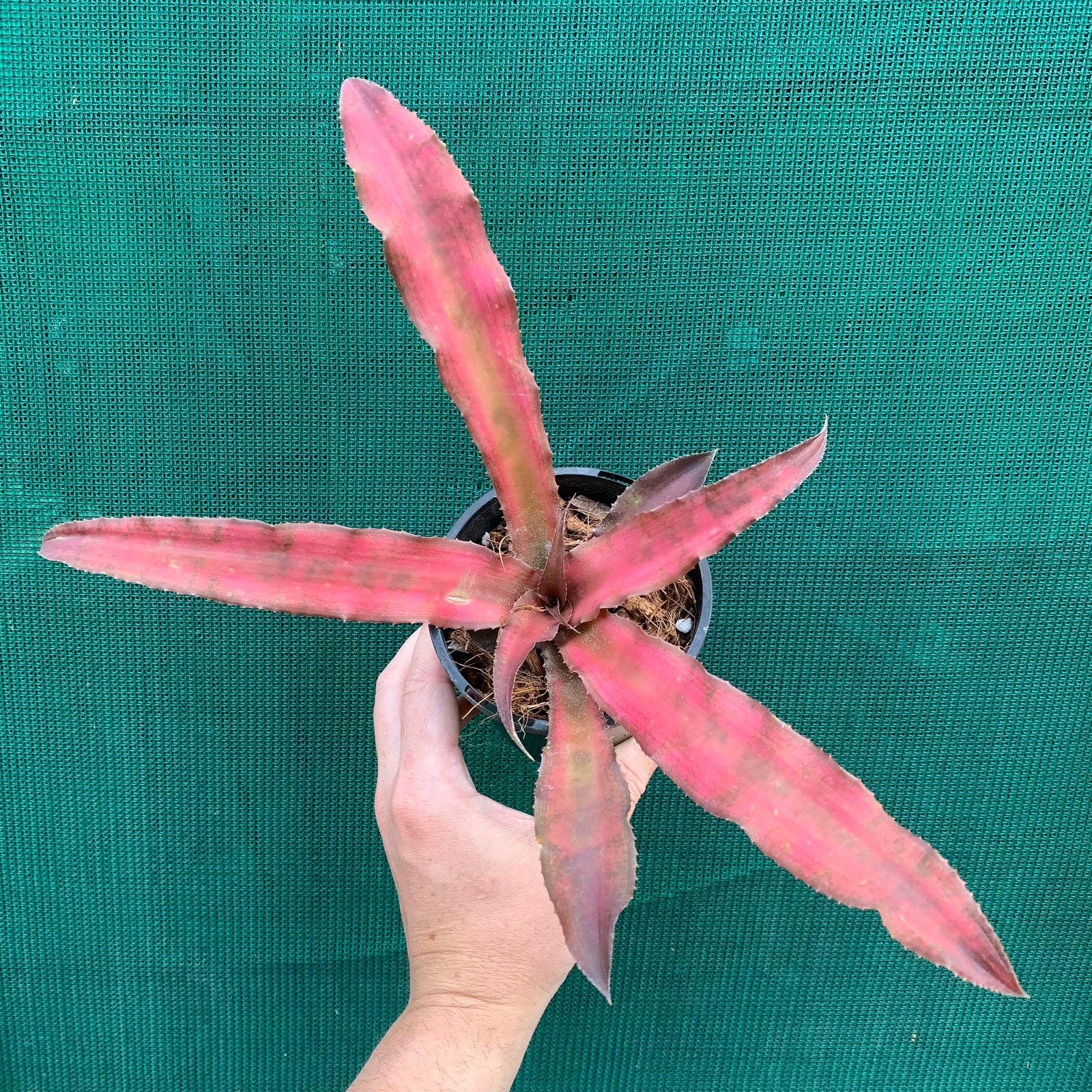 Cryptanthus - McIntosh